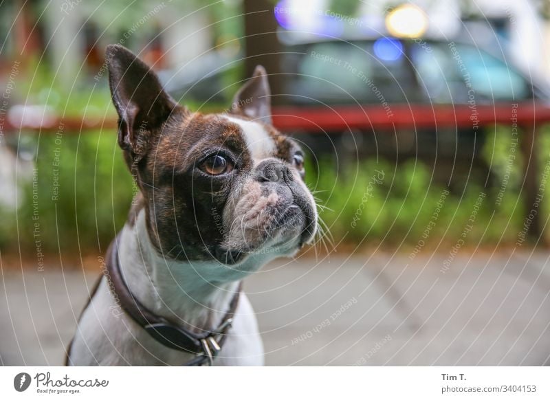 Stadthund Hund Haustier Tier kleiner Hund Farbfoto Außenaufnahme Menschenleer Blick braun Tag Tierporträt Blick nach vorn Tiergesicht Schwache Tiefenschärfe