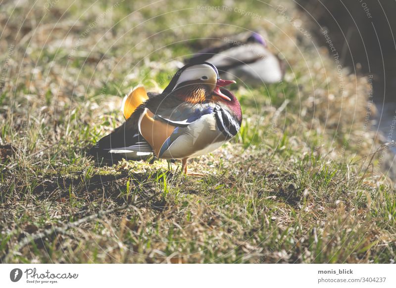 Mandarin Enten Erpel auf Wiese Entenvögel Natur Tier Menschenleer Vogel Farbfoto Sommer Mandarinente Außenaufnahme Wildtier niedlich Tierwelt Barbary-Ente