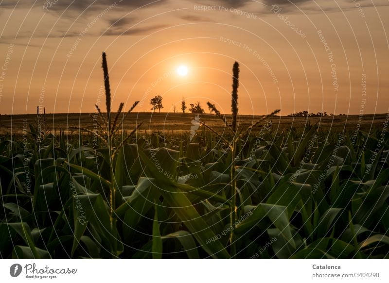 Die Sonne geht unter, im Vordergrund steht ein Maisfeld Dämmerung Sonnenlicht Abendrot Sonnenuntergang Himmel Abenddämmerung orange Horizont Landschaft Sommer