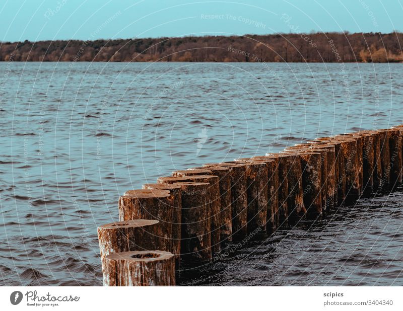 Waldsee mit Buhnen Wasser See Meer wald Bäume Baum Holz Wellen ruhe Menschenleer Ostsee Küste Ferien & Urlaub & Reisen Landschaft Mecklenburg-Vorpommern