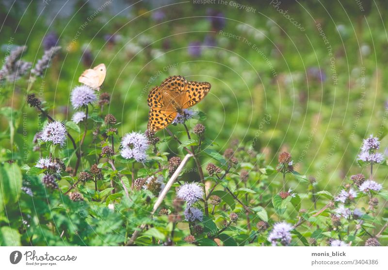 Blumenwiese Schmetterling Wiese Ostern frühling Farbe bunt Blüte Blumenstrau´ß Osterzeit Nahaufnahme Feste & Feiern Farbfoto Design Tradition Frühling Postkarte