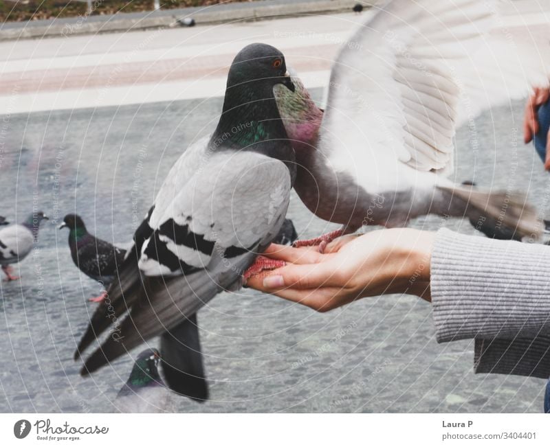 Nahaufnahme von zwei Tauben an der Hand einer Frau abschließen Vögel Farbfoto Tier Finger Tierporträt Federn Flügel Sitzen Schnabel Auge füttern Lebensmittel