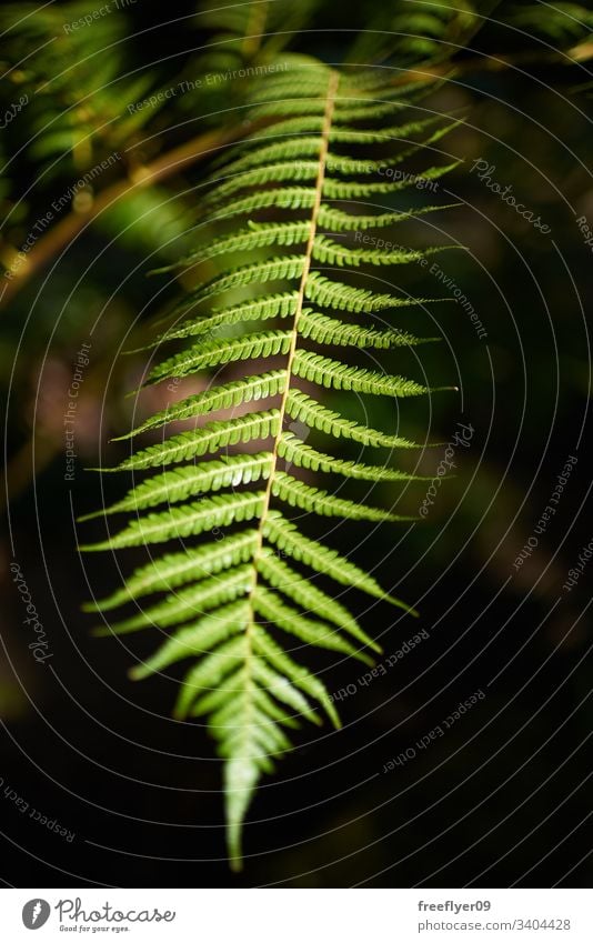 Detail eines Riesenfarns (Cyathea arborea) Flora Natur Pflanze natürlich Wald Botanik Arborea Wurmfarn grün Garten Blatt Kiefer Rico Westen Fichte tropisch