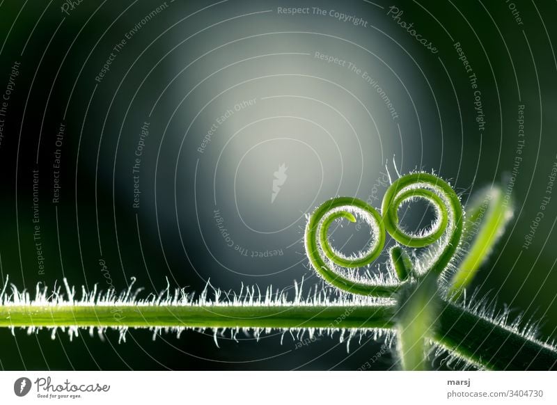 Sproßranken, die sich Herzförmig einringeln. Im Gegenlicht mit haarigem Lichtsaum. Hintergrund neutral spiralförmig Hoffnung neues Leben kringeln kringelig