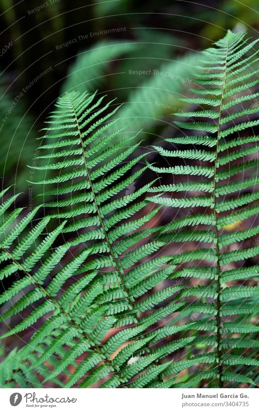 Farne im Vordergrund Wurmfarn grün Natur Wald tropisch Baum im Freien Blätter Flora Laubwerk Blatt Pflanze natürlich Sommer Dschungel Umwelt Landschaft Bäume