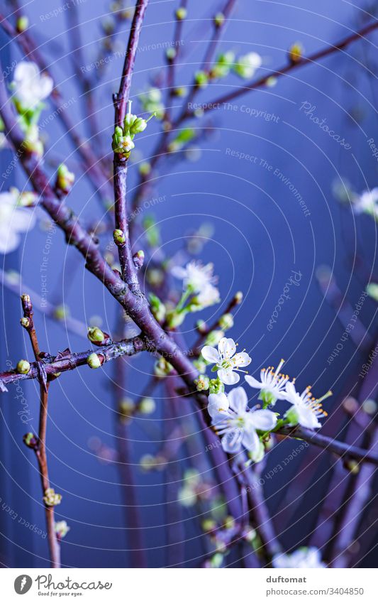 Lila. Zweig mit Blütenknospen, Apfelzweig, Kirschzweig Ast Apfelblüte Natur Knospe austreiben blühen Frühling Pflanze Blume Garten Nahaufnahme Wachstum Blühend