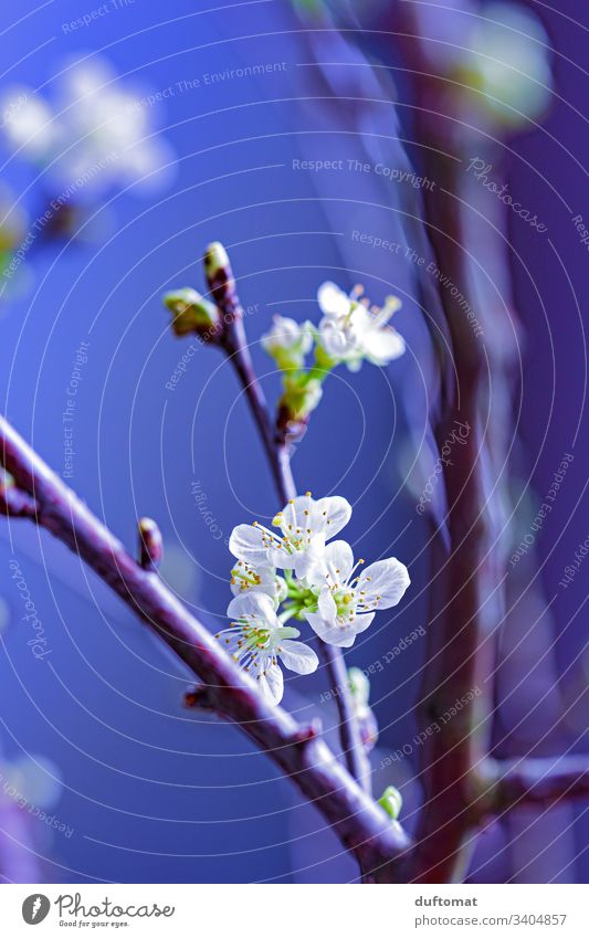 Zweig mit Blütenknospen, Apfelzweig, Kirschzweig Ast Apfelblüte Natur Knospe austreiben blühen Frühling Pflanze Blume Garten Nahaufnahme Wachstum Blühend Baum