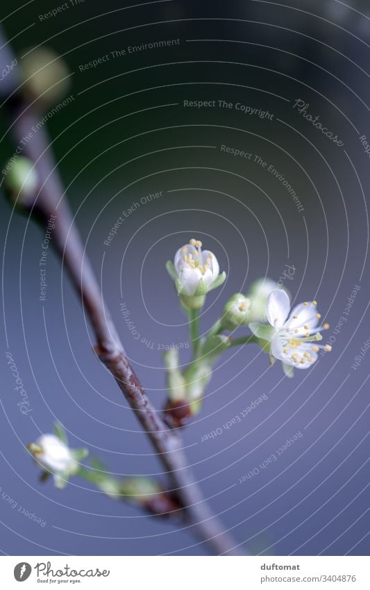 Zweig mit Blütenknospen, Apfelzweig, Kirschzweig Ast Apfelblüte Natur Knospe austreiben blühen Frühling Pflanze Blume Garten Nahaufnahme Wachstum Blühend Baum