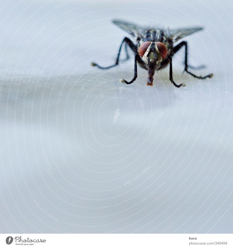 Herr der Fliegen Tier Wasser Sommer Haustier Tiergesicht Auge Facettenauge Flügel Beine 1 Glas fliegen sitzen Ekel kalt klein blau braun grau schwarz