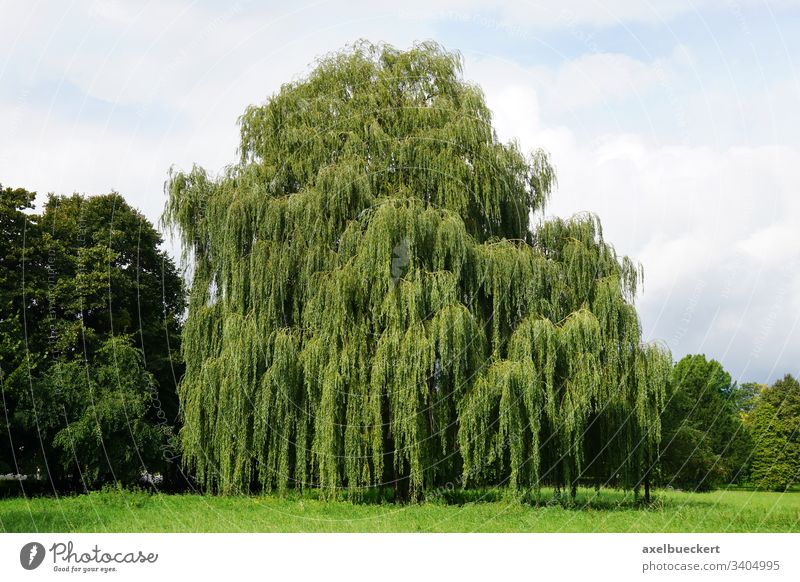 Trauerweide Weide Baum salix babylonica Park Sommer grün Landschaft Natur Pflanze Garten groß Flora Laubbaum Botanik