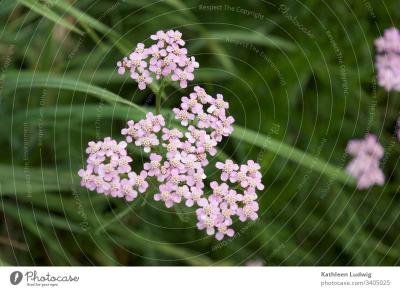 Schafgarbe am Wegesrand Heilkräuter Heilpflanzen Wiesenblumen Blumen Pflanzen