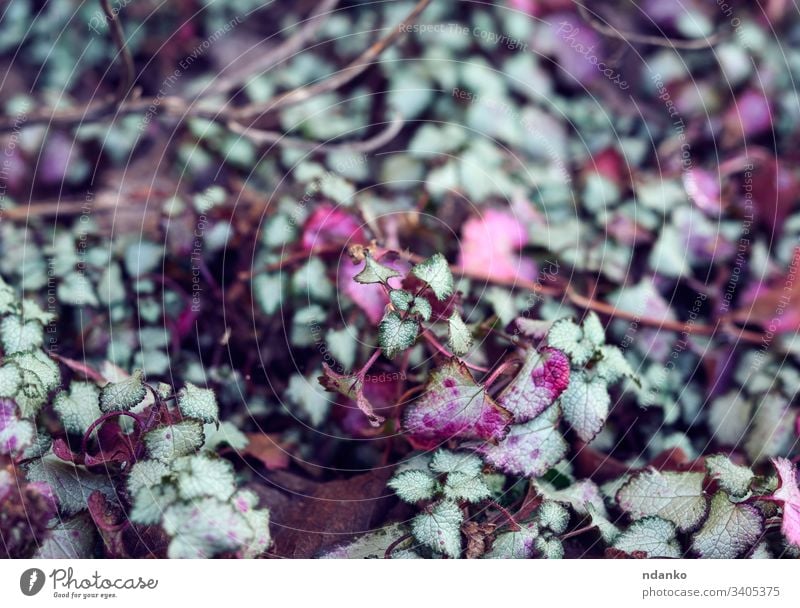 wachsende Pflanze Lamium maculatum gefleckt oder Taubnessel Blütenblatt Makulatum botanisch Fleckige Taubnessel Wildblume Boden wild Botanik Lamiaceae natürlich