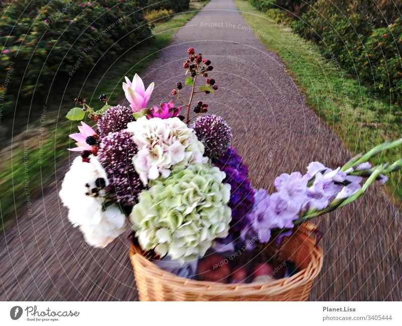 mit dem Fahrrad unterwegs Straße Blumenstrauß Hortenstien Außenaufnahme Farbfoto Pflanze Natur Duft mehrfarbig Bewegung Blüte Blühend Menschenleer rosa Äpfel