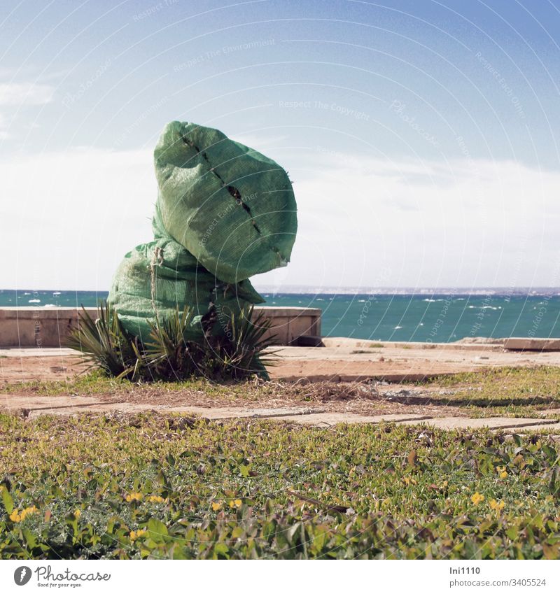 grün verhüllte Palme mit Meeresblick Winterschutz meditane Pflanzen Mittelmeer Mallorca Frühling grüne Sack grüner Beutel Terrasse menschenleer schönes Wetter