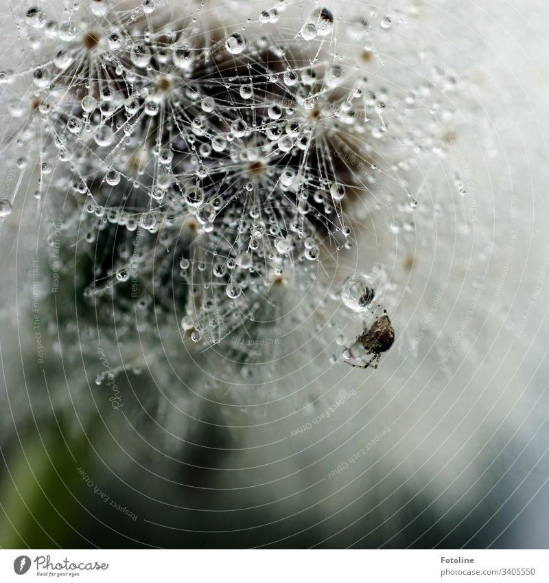 Pusteblume die voll mit Tautropfen ist, an der eine kleine Kreuzspinne ihr Netz baut. Pflanze Natur Löwenzahn Blume Farbfoto Außenaufnahme Makroaufnahme