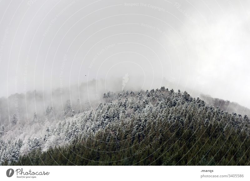 Schneefallgrenze Winter Baum Wald kalt Winterurlaub Eis Frost Wetter Klima Umwelt Natur Landschaft Wolken Nadelbaum Nadelwald Schwarzwald