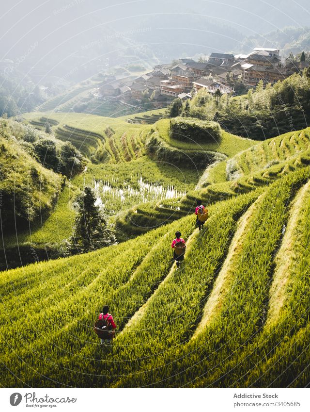 Grüne Reisfelder am Hang Feld Terrasse Hügel grün Landschaft Natur Tal reisen longsheng ländlich Ackerbau malerisch Gras Sommer Bauernhof Schonung Tourismus