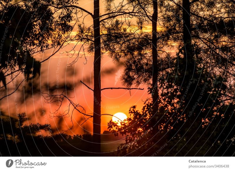 Die Sonne geht hinter den Kiefern auf und färbt den Himmel orange Dämmerung Horizont Sonnenlicht Sonnenaufgang schönes Wetter Silhouette Flora Natur Pflanzen