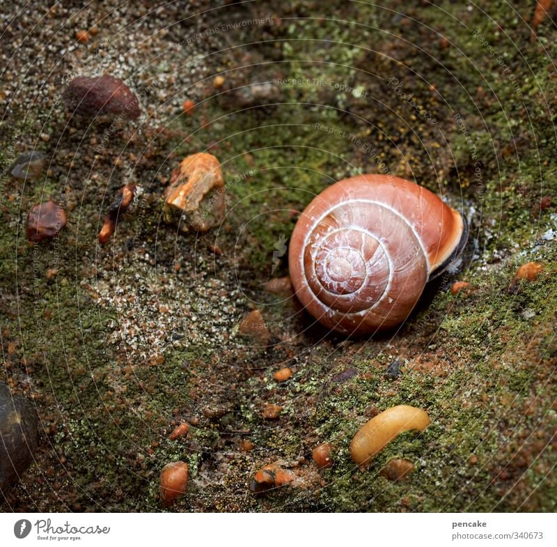 urform am fjord Natur Tier Urelemente Wasser Zeichen Vorsicht ruhig Weisheit Schnecke Algen Meer Fjord Limfjord Dänemark grün orange Kontrast Schneckenhaus