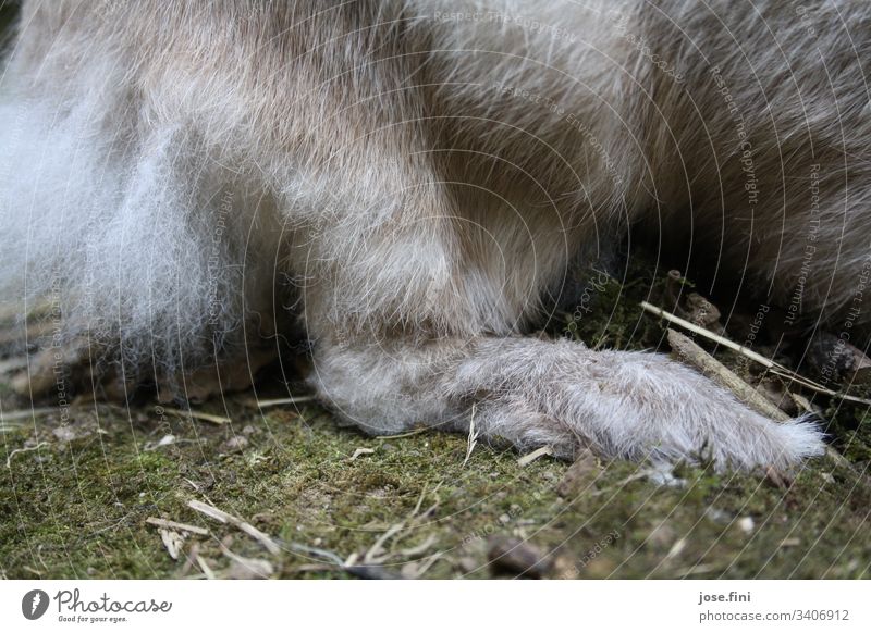 Klopfer/ Pfote eines Hasen Hase & Kaninchen Tier braun grau weich kuschlig Flaum mümmelmann niedlich Osterhase Frühlingsgefühle Tierliebe Fell Haustier Nutztier