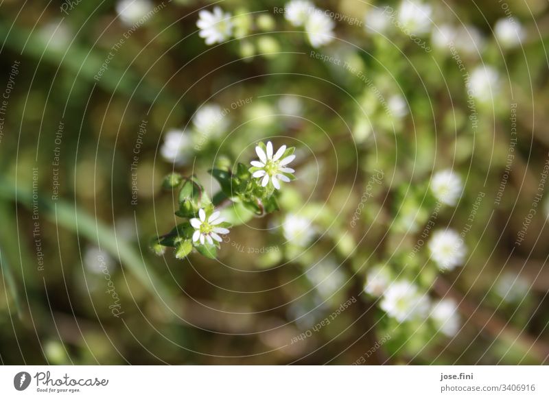 kleine weiße Blüten / Kraut Natur Pflanze kraut Blütenpflanze Blütenblätter Detailaufnahme grün Blume natürlich Garten Frühling Außenaufnahme Sonnenlicht hell