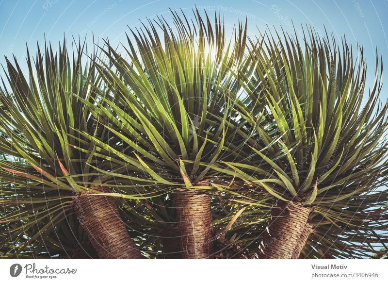 Drei Zweige eines Drachenbaums, auch bekannt als Dracaena draco oder Drago von den Kanarischen Inseln Farbe keine Menschen Rinde Natur natürlich