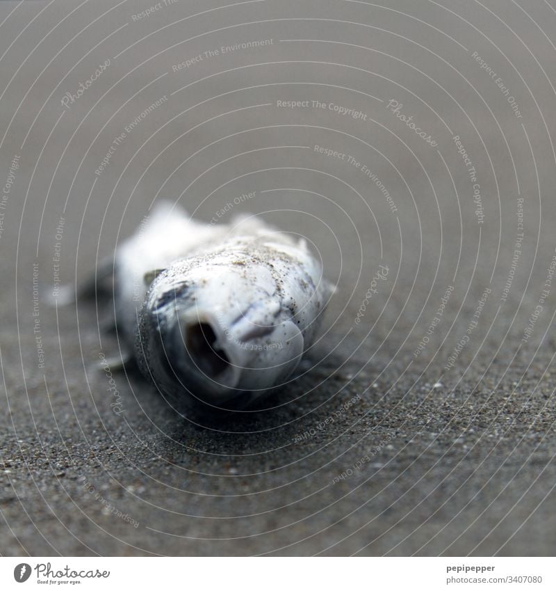 Toter Fisch am Strand gestorben Natur Tod Tier Totes Tier Körper Gesicht Schuppen Tierporträt Farbfoto Menschenleer Wasser Sand liegen sterben Außenaufnahme