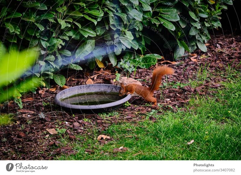 Rotes Eichhörnchen an Wassertränke Natur Tier Park Wildtier Nagetiere 1 sitzen natürlich Farbfoto Außenaufnahme Wald Sträucher Gras Pflanze Umwelt niedlich