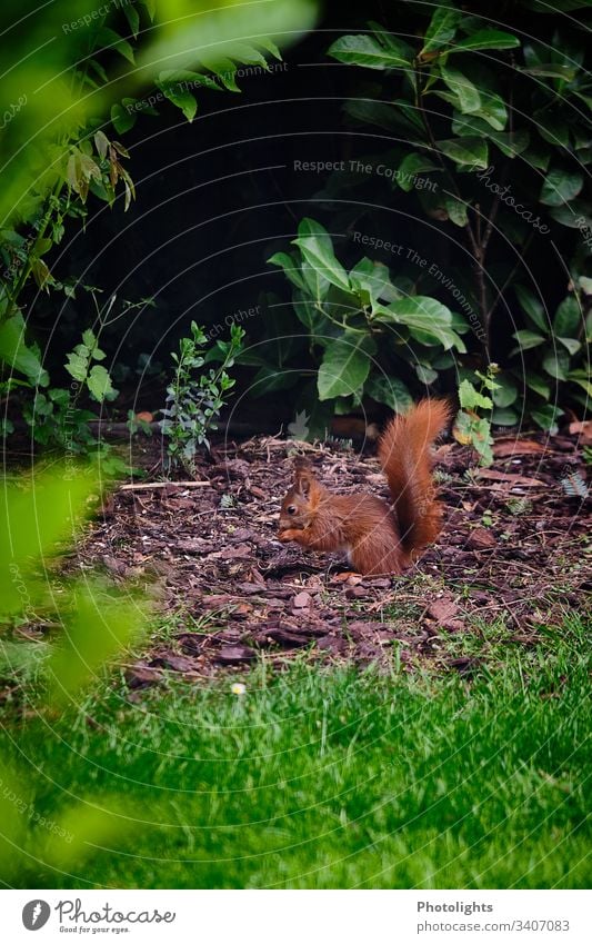 Rotes Eichhörnchen Natur Tier Park Wildtier Nagetiere 1 sitzen natürlich Farbfoto Außenaufnahme Wald Sträucher Gras Pflanze Umwelt niedlich Tierporträt klein