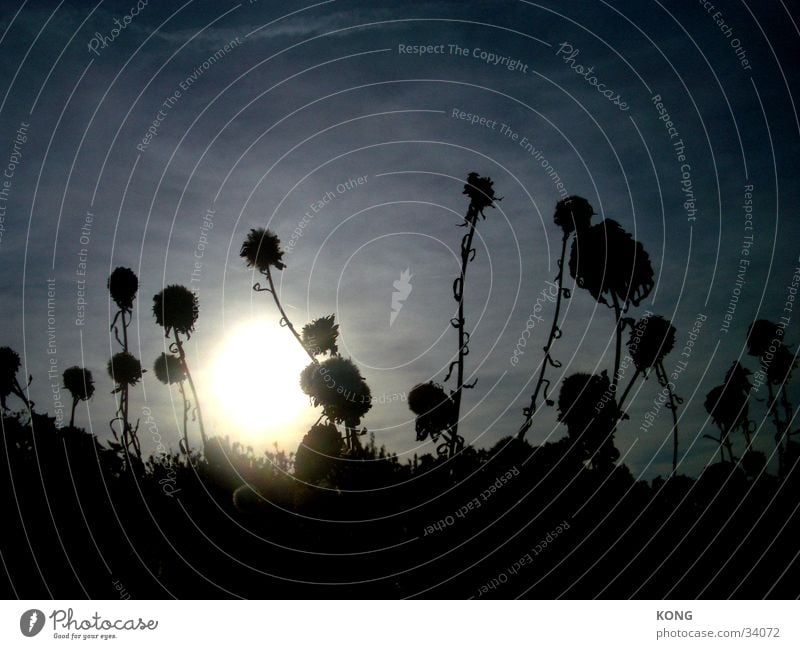 geisterblumen Blume Herbst Wiese getrocknet Sonne Himmel hell silouette