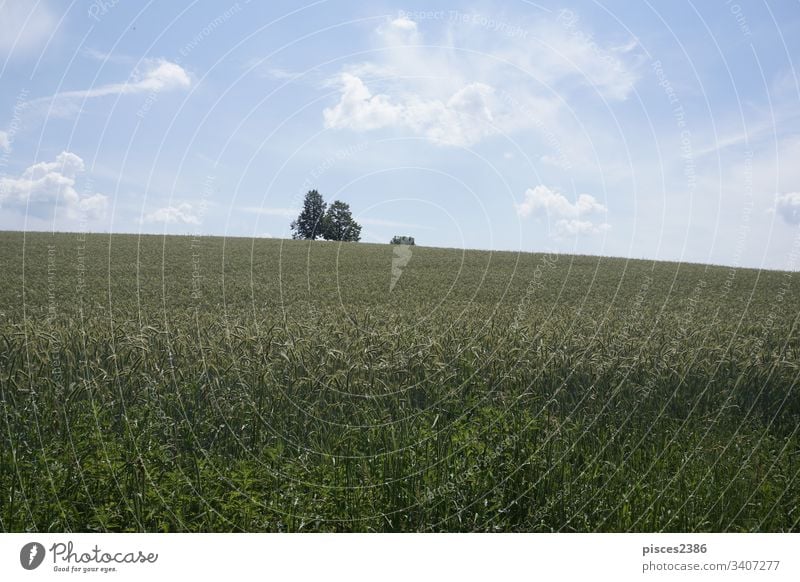 Hügel in der Sächsischen Schweiz mit Getreidefeld und Bäumen auf dem Gipfel sieht sehr idyllisch aus gold Feld Deutschland Europa Landschaft sächsisch