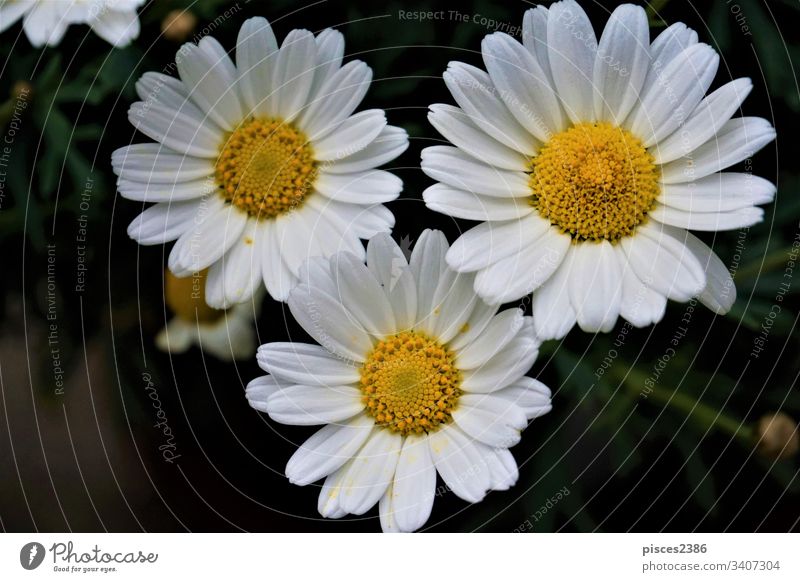 Nahaufnahme von drei Leucanthemum vulgaris-Blüten abstrakt leucanthemum viele Kamille Blume Natur Tapete hübsch grün natürlich im Freien vulgare