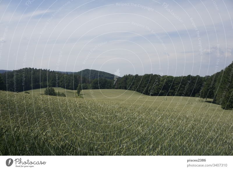 Wunderschöne Landschaft in der Sächsischen Schweiz mit Kanzelberg gold Feld Deutschland Europa sächsisch Sächsische Schweiz wunderschöne Landschaft wandern