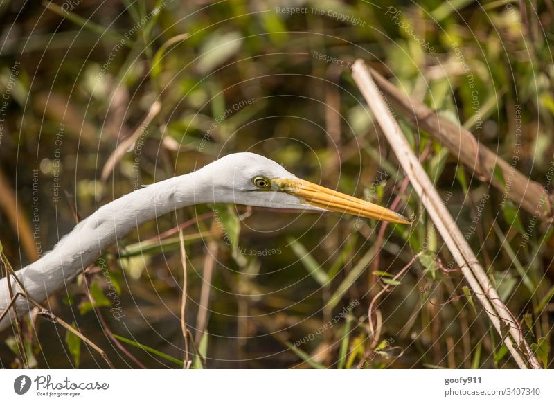 Graureiher Vogelbeobachtung Tierporträt Wildtier Tiergesicht Natur Außenaufnahme Farbfoto natürlich Umwelt Nahaufnahme Menschenleer Flügel beobachten Schnabel