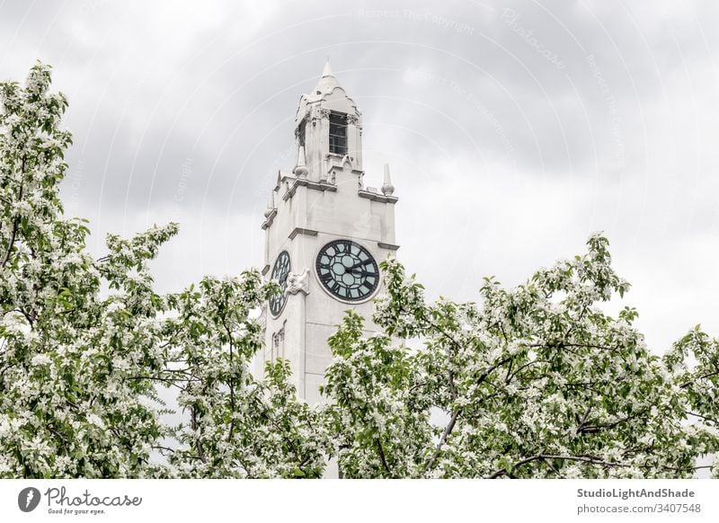 Uhrenturm hinter blühenden Frühlingsbäumen Turm Gebäude Baum Bäume Himmel Garten Blüte Ast Niederlassungen Blühend Blütezeit Überstrahlung Blumen Apfelbaum weiß