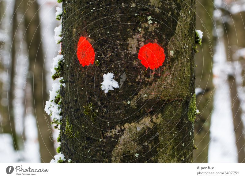 Anzeichen von erhöhtem Drogenkonsum Wald Baum Natur Rote Augen Schnee Winter kalt Landschaft Außenaufnahme Farbfoto Frost Schneelandschaft Menschenleer Eis Tag