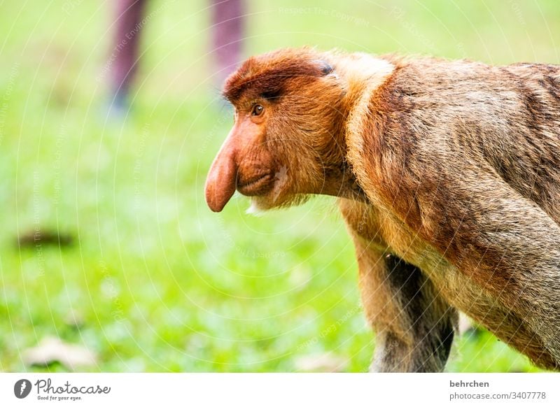 manchmal brauchts nur den richtigen riecher Profil Tierporträt Unschärfe Sonnenlicht Kontrast Licht Außenaufnahme Nahaufnahme Detailaufnahme Tag Farbfoto