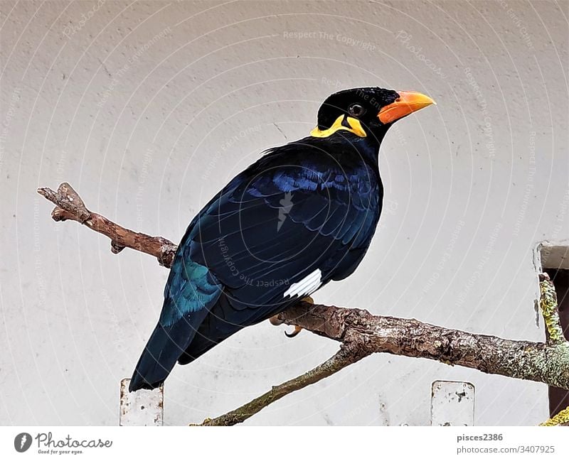 Gewöhnliche Bergmaina, die auf einem Ast vor der Mauer sitzt Flügel Vogel wild Tierwelt allgemein Hügel myna Fauna Schnabel Natur Ausschnitt Weg Lebensraum