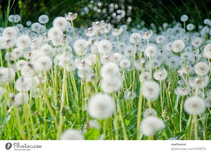 sehr viele Pusteblumen Löwenzahn Umwelt Natur Pflanze Wildpflanze Garten Wiese grün weiß Frühlingsgefühle Unendlichkeit Löwenzahnfeld häufig Anhäufung Samen