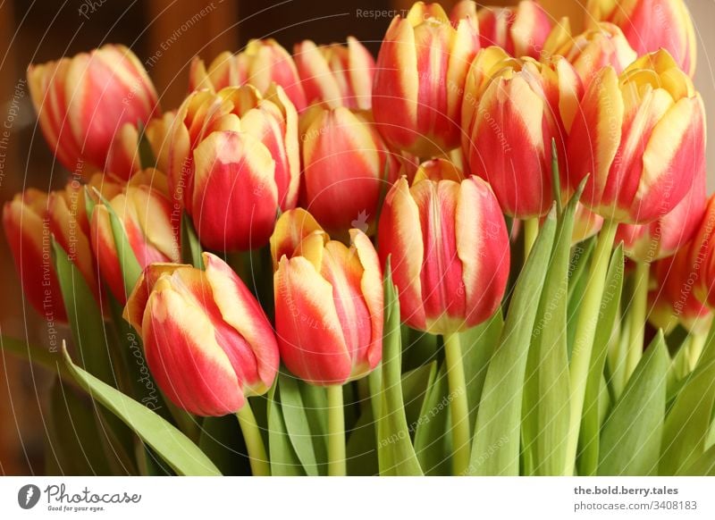 Tulpen rot-gelb Schönes Wetter Nahaufnahme natürlich Natur Wachstum Blühend Lebensfreude Fröhlichkeit frisch Blume Blüte Freundlichkeit Pflanze Frühling schön