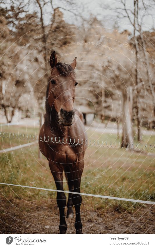 Braunes Pferd wartet auf einem Feld Pferdestall Licht Reiterin Kopf Bucht Reihe Gebäude Gate Scheune Fenster Verkaufswagen Ranch Boarding Kabelbaum Sattelkammer