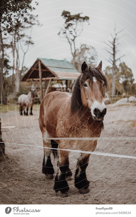 Braunes Pferd wartet auf einem Feld Pferdestall Licht Reiterin Kopf Bucht Reihe Gebäude Gate Scheune Fenster Verkaufswagen Ranch Boarding Kabelbaum Sattelkammer