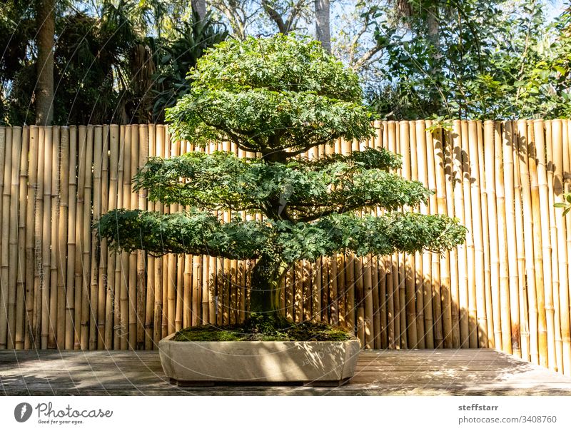 Brasilianischer Regenbaum Chloroleucon tortum Bonsai-Baum Miniatur Natur Garten penibel Geduld Gartenbau Pflanze