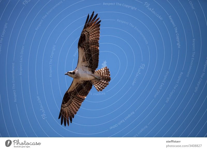 Fliegender Fischadler Pandion haliaetus fliegen Raptor Greifvogel Nest Wasservögel Sanibel Island