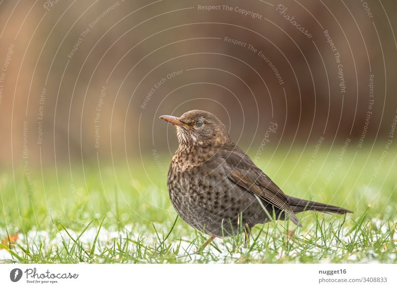 Drossel auf verschneiter Wiese Amsel Garten Vogel Natur Tier Außenaufnahme Farbfoto Tag Menschenleer Schwache Tiefenschärfe Nahaufnahme Wildtier Tierporträt