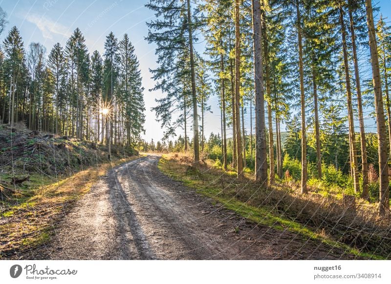 Waldweg im Abendlicht Sonnenlicht Außenaufnahme Natur Farbfoto Menschenleer Tag Schönes Wetter Baum Umwelt Pflanze grün Licht natürlich Herbst braun mehrfarbig