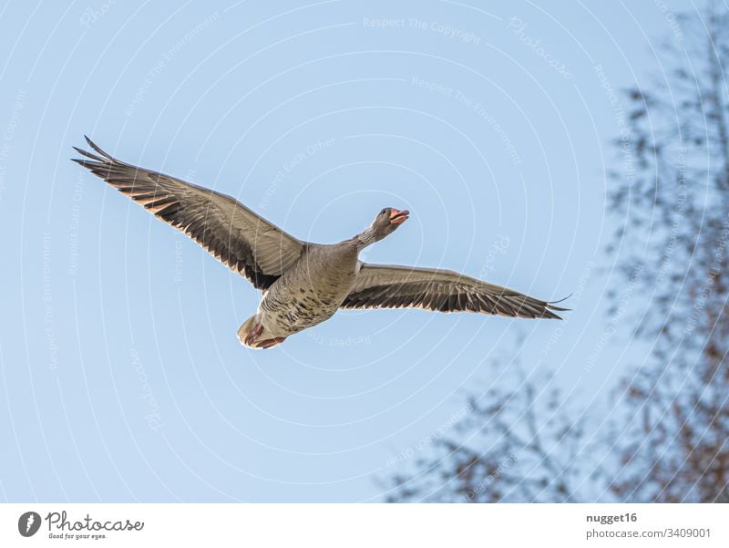 Graugans im Flug graugans vogel im flug Tier fliegen Außenaufnahme Natur Flügel Himmel weiß blau Vogelflug Wildnis Tierwelt Spannweite Gefieder Vogelbeobachtung