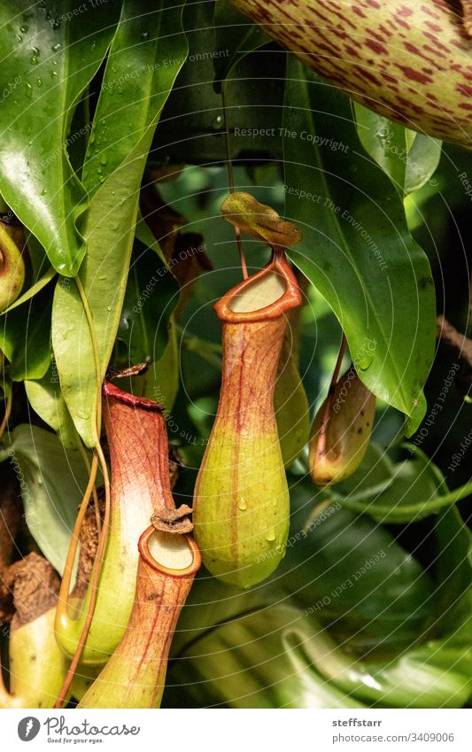 Fleischfressende Kannenpflanze Nepenthes ventricosa Fleischfressende Pflanze Blume Natur fleischfressende Kannenpflanze Garten Jardi Botanic Tropenpflanze