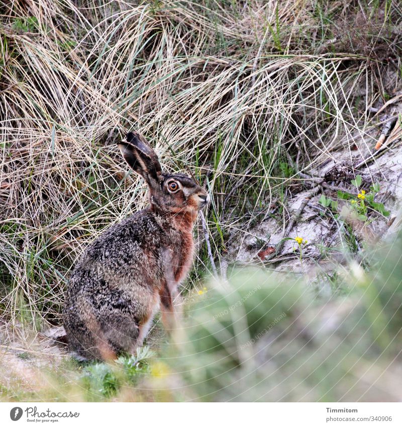 Montagshase, scheu. Umwelt Natur Tier Sand Dünengras Wildtier Hase & Kaninchen 1 Blick warten natürlich achtsam Wachsamkeit Osterhase Farbfoto Außenaufnahme