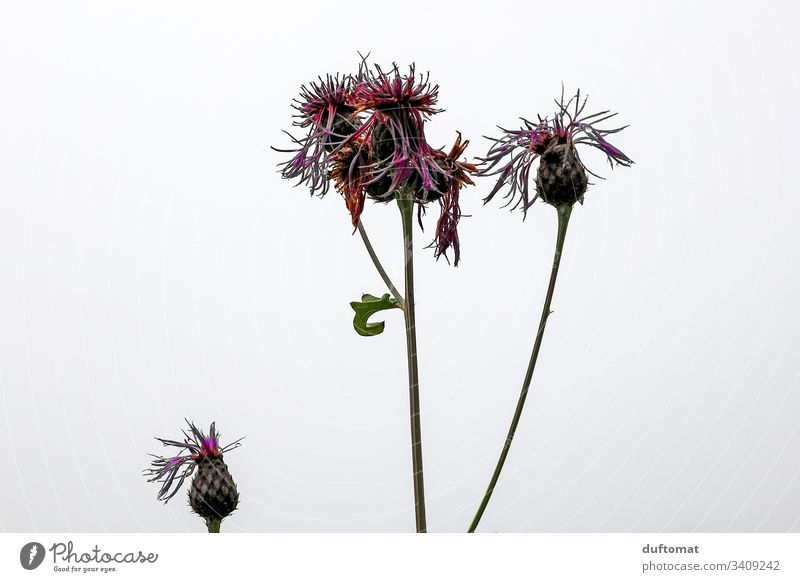 Distel Blume als Freisteller, herbstlich Natur austreiben blühen Frühling Blüte Pflanze Garten Nahaufnahme Wachstum Blühend natürlich frisch Duft schön Umwelt